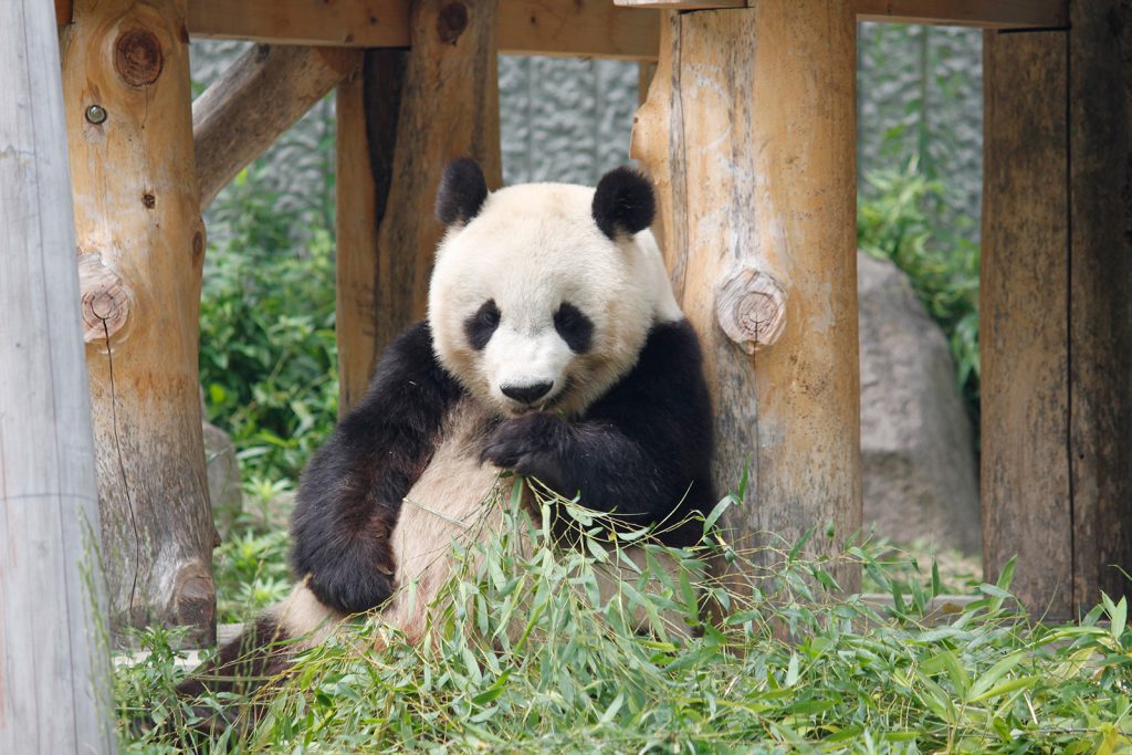 王子動物園　パンダ