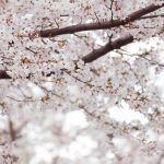 桜　写真素材