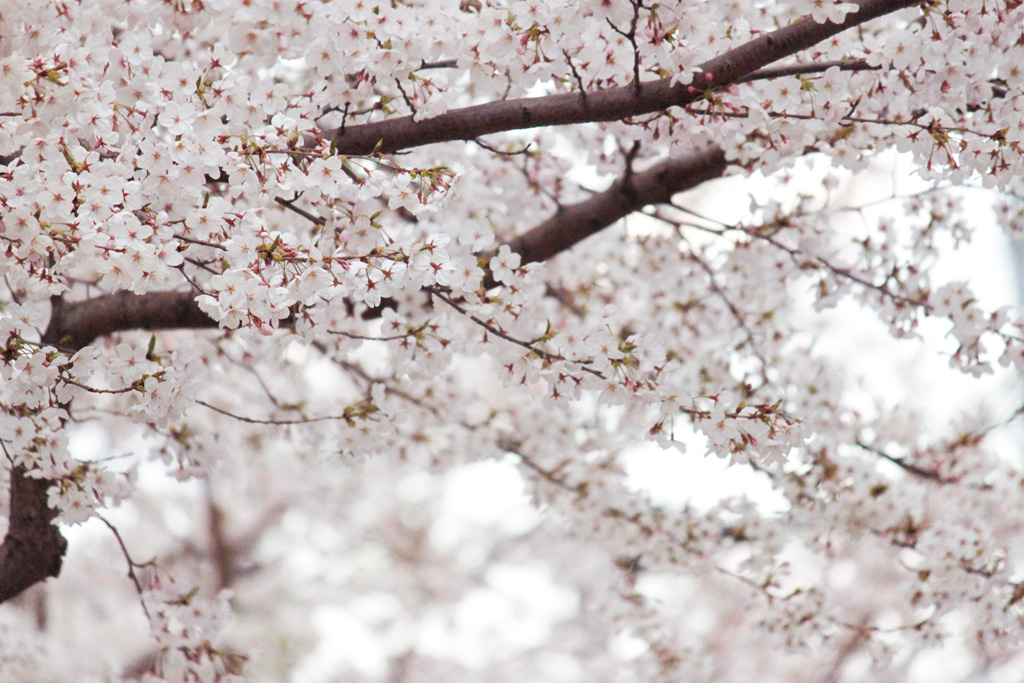 桜　写真素材
